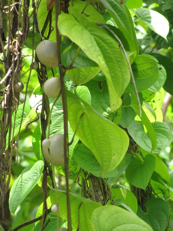 Air Potato — leaves and bulbils