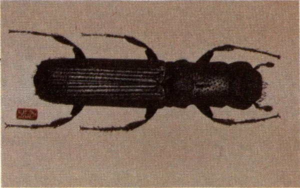Adult of the Platypus ambrosia beetle.