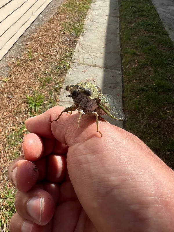 Cicadas — adult cicada