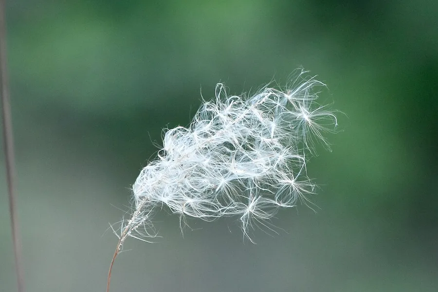 Cogon Grass — white seed head