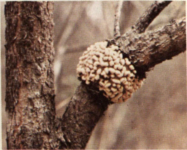 Fruiting gall showing red-orange spores on Virginia pine.