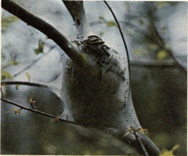 Larvae and tent of eastern tent caterpillar.