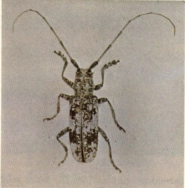 Adult white oak borer.