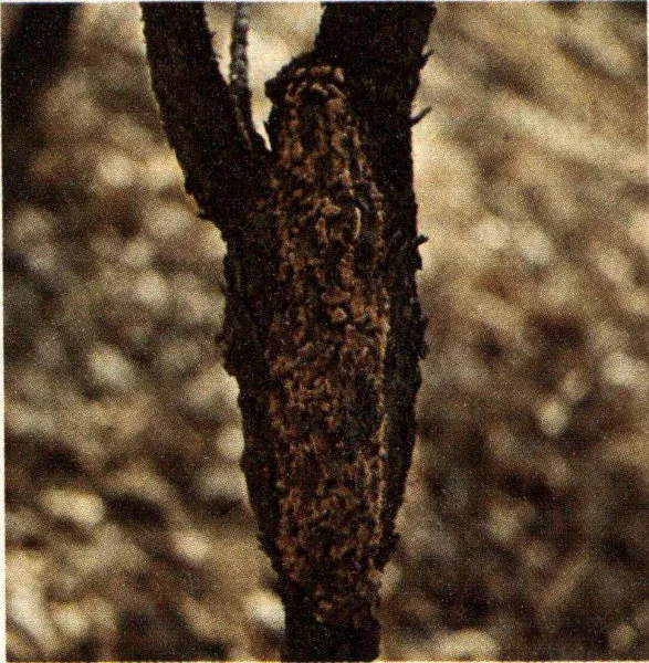 Fruiting fusiform-shaped canker on main stem of southern pine.