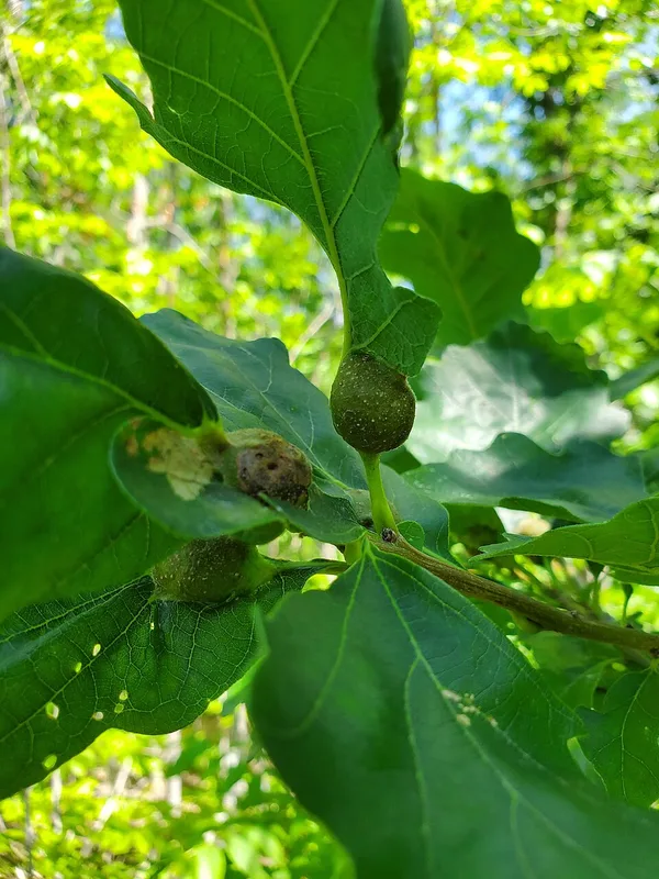 Gall Wasp — oak petiole gall example