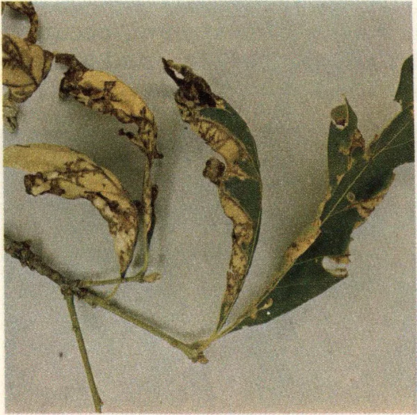 Leaf symptoms of oak anthracnose.
