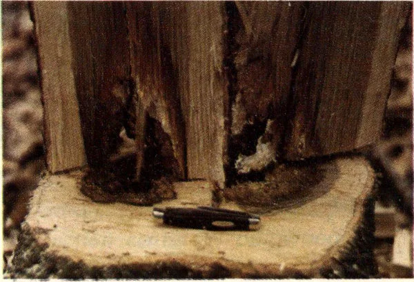 Sectioned stump showing rot and decay in heartwood.