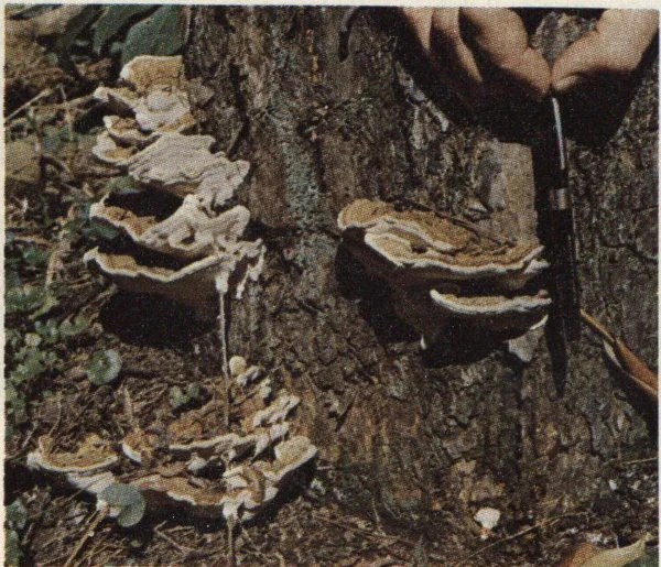 Fomes annosus fruiting bodies on stump.
