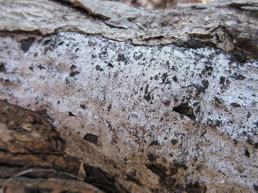 Hypoxylon Canker — fungal stroma on wood