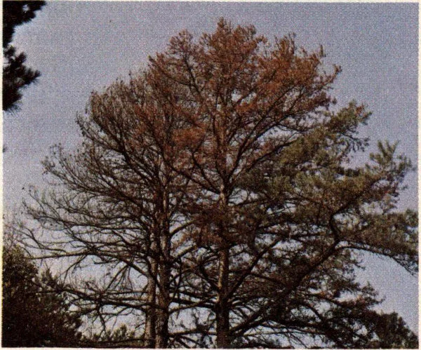 Pine showing typical symptoms of Ips attack.