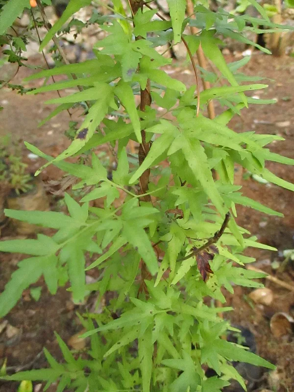 Japanese Climbing Fern — climbing fronds
