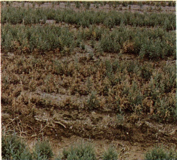 Needle symptoms on 1-0 eastern red cedar nursery stock and 5 year old Arizona cypress.