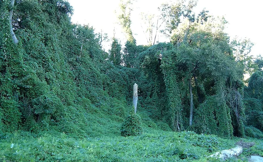 Kudzu — vines covering trees