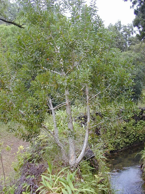 Melaleuca — tree form