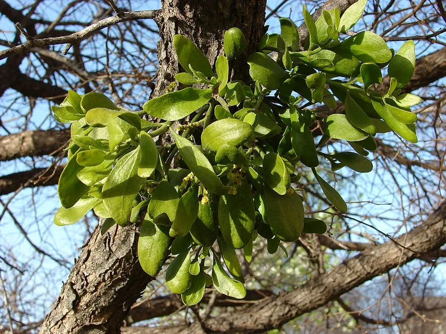 Mistletoe — mistletoe on a branch