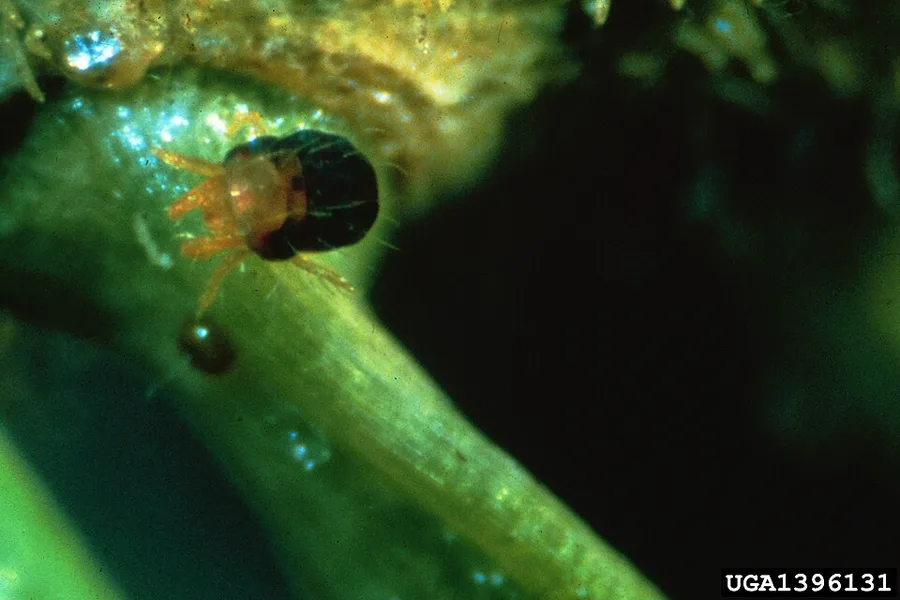 Mites — spruce spider mite example