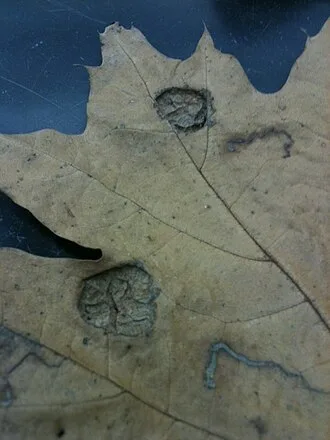 Oak Leaf Blister — blistered leaf