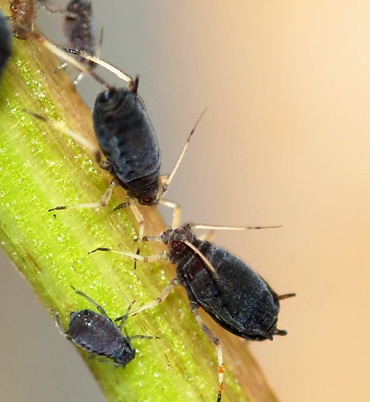 Aphids — aphid colony