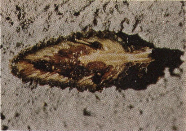 Slash pine cone damaged by coneworm larva.