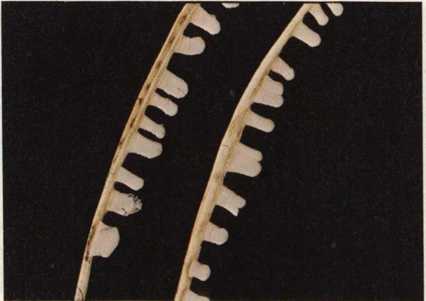 Fruiting bodies of pine needle rust on loblolly pine.