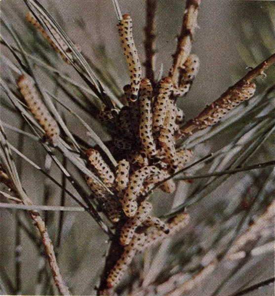 Redheaded pine sawfly larva.
