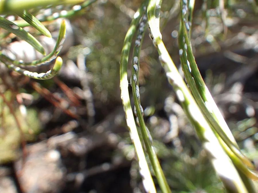 Pine Scale — pine needle scale