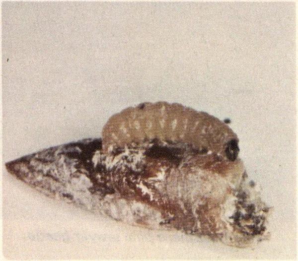 Nantucket pine tip moth larva on pine bud.