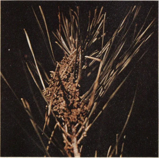 Pine webworm damage to loblolly pine.