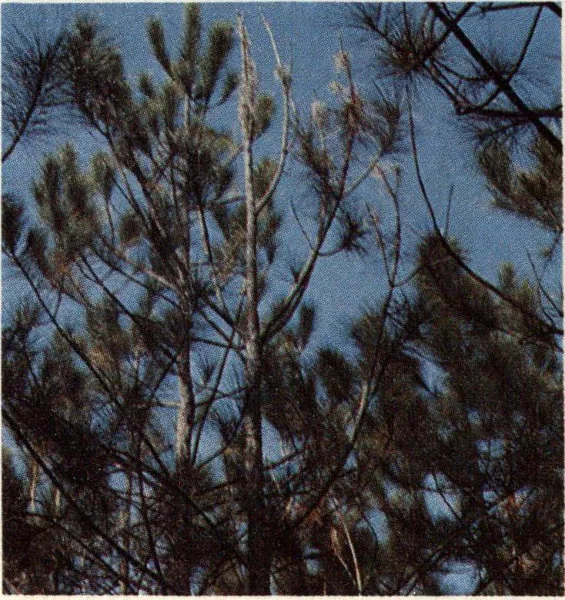 Pitch canker infection in terminal branch and main stem of pine.