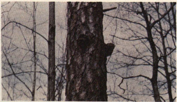 Fruiting body of redheart on southern pine.