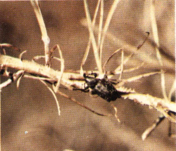 Adult pales weevil feeding on seedling.