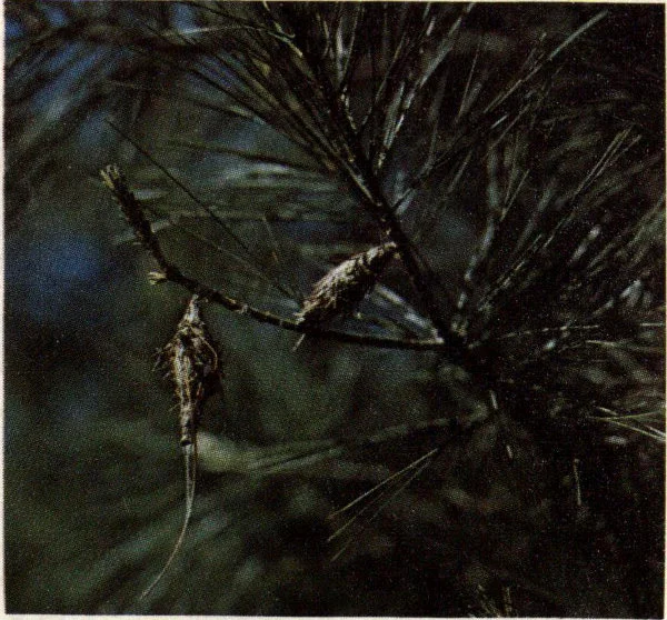 Bagworm cases on pine.