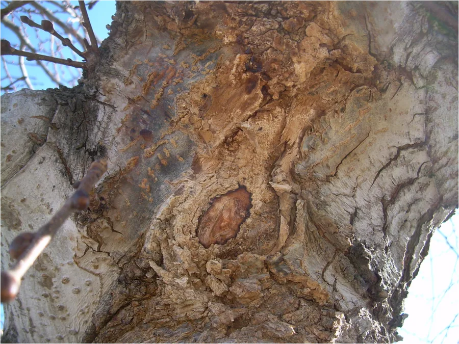 Slime Flux — bark staining example
