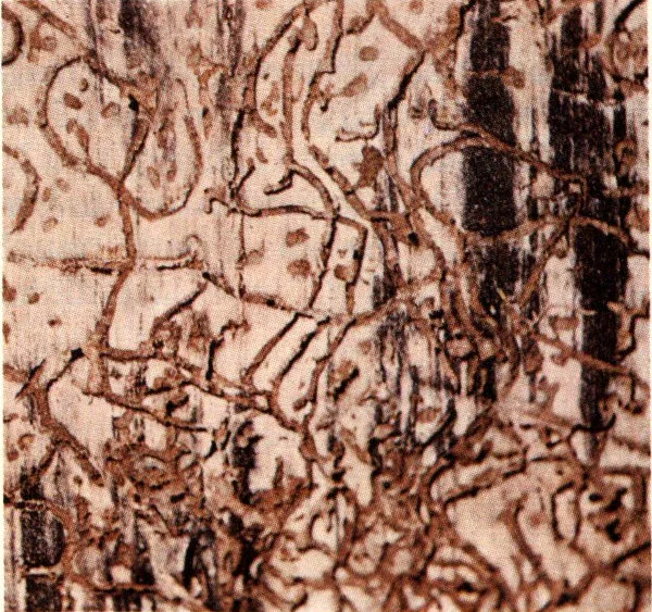 Southern pine beetle larval galleries.