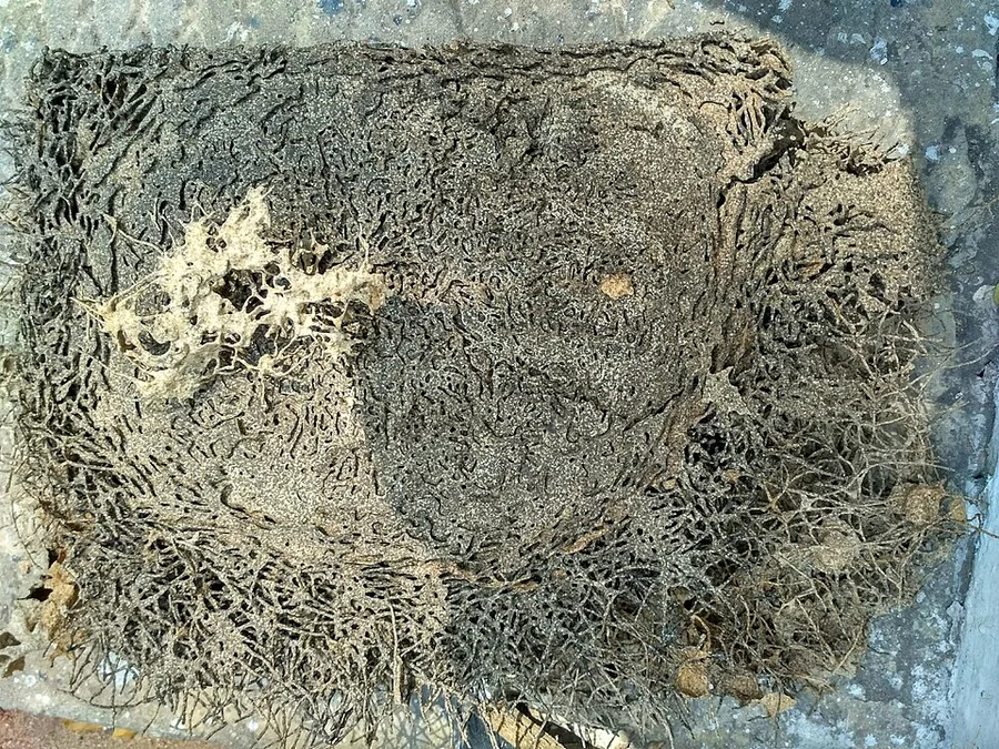 Termite Damage — damaged wood