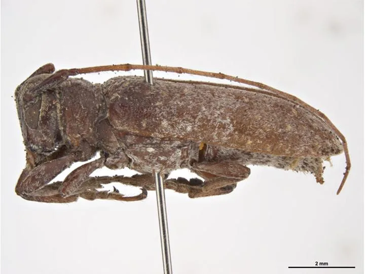 Twig Girdler — adult beetle