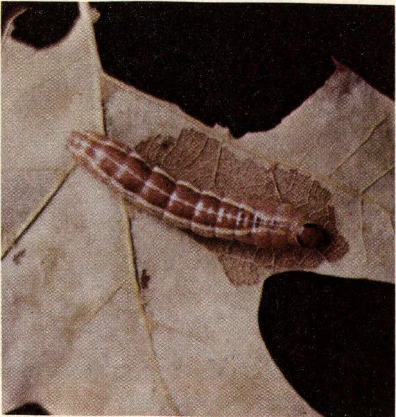 Larva of the variable oak leaf caterpillar.