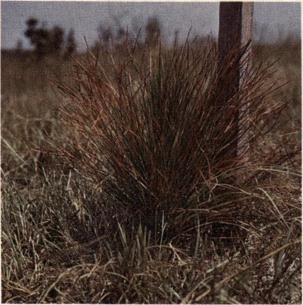 Brown spot needle blight on longleaf pine reproduction.