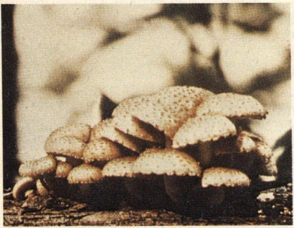 Mushroom or fruiting bodies of the “honey mushroom” rot.