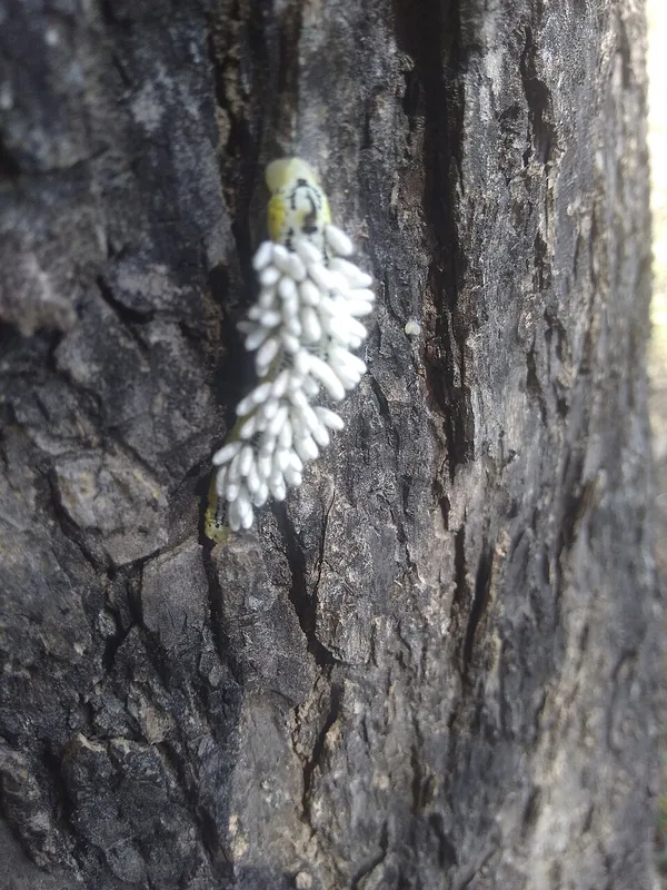 Catalpa Worm — caterpillar with parasitoid cocoons