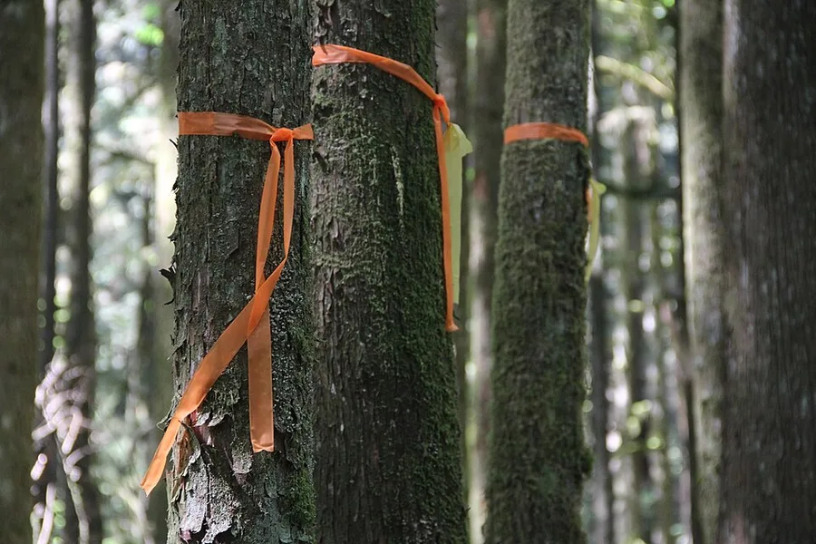 Flagging Tape — reference photo