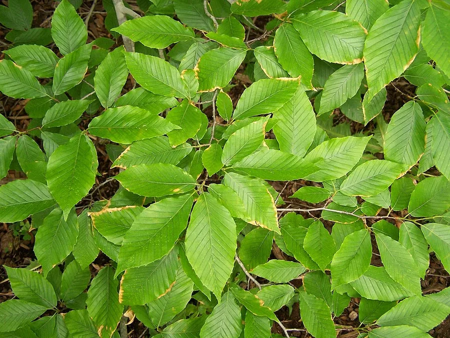 American Beech — leaves