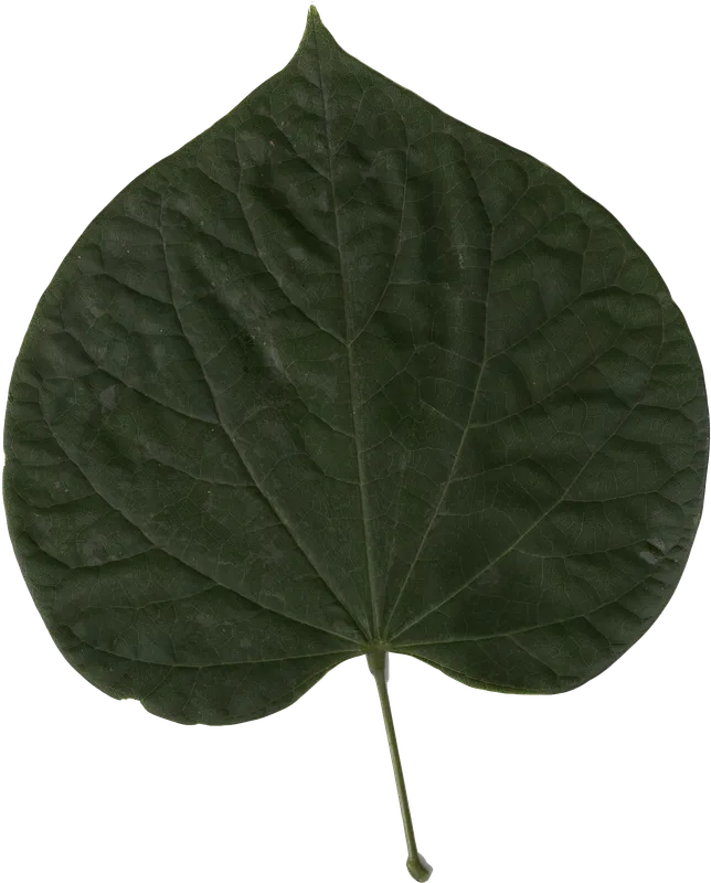 Eastern Redbud — heart-shaped leaf