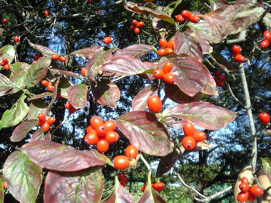 Flowering Dogwood — fruit and autumn leaves