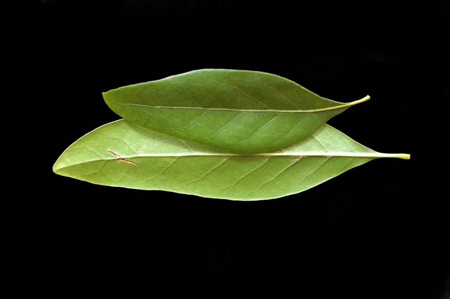 Laurel Oak — leaf detail