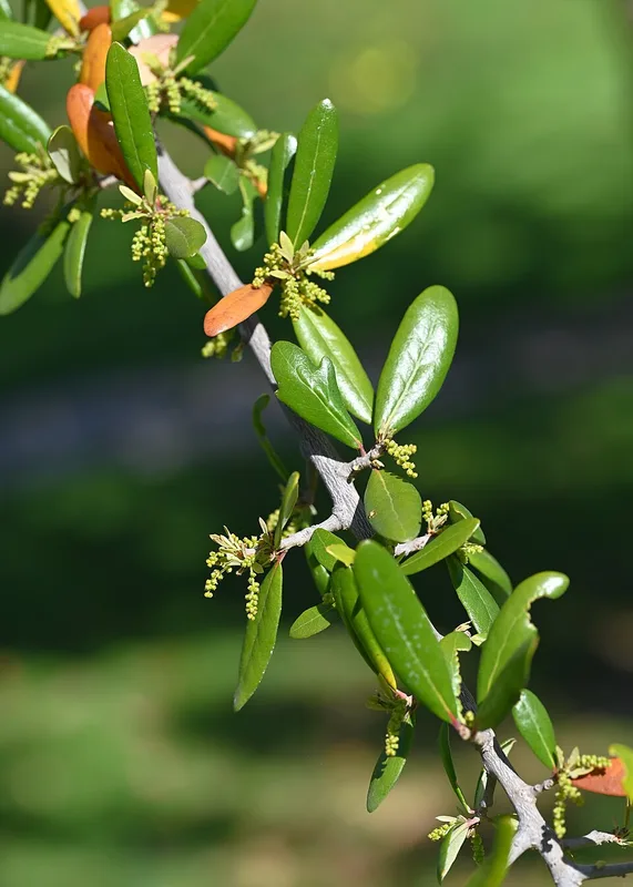 Live Oak — leaves and flowers