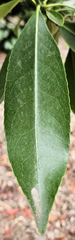 Loblollybay — leaves