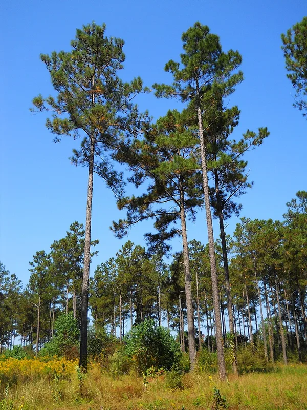Loblolly Pine — tree form