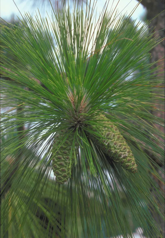 Longleaf Pine — long needles