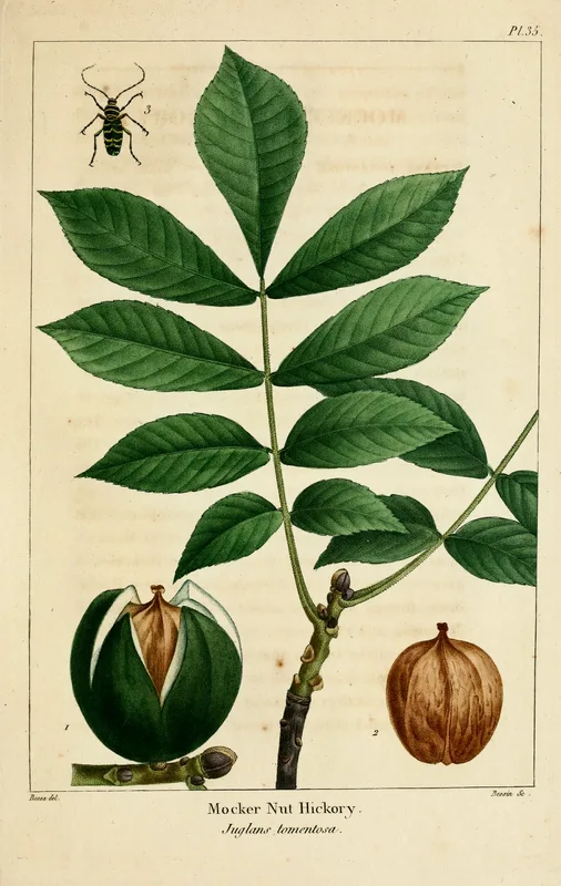 Mockernut Hickory — leaf and nut illustration